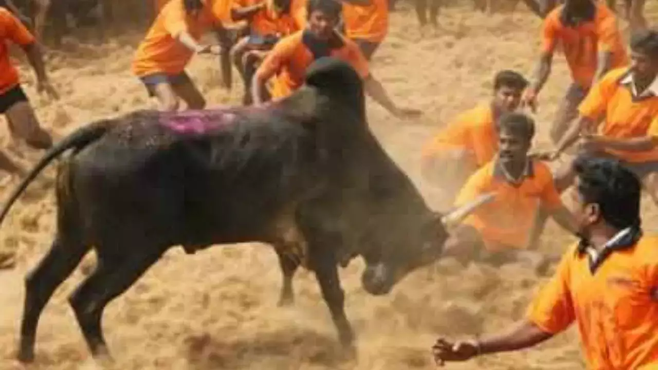 jallikattu festival